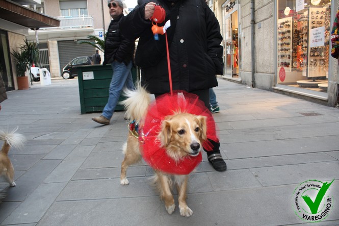 Ingrandisci la foto
