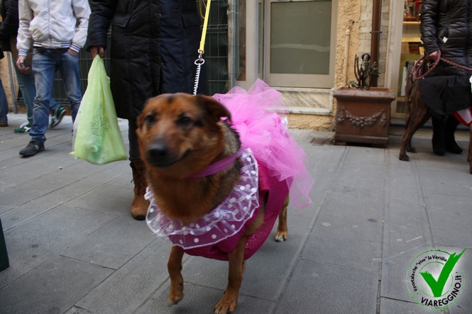 Ingrandisci la foto